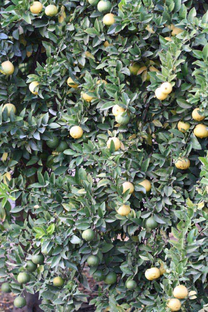            Habit (Riverside, CA)   